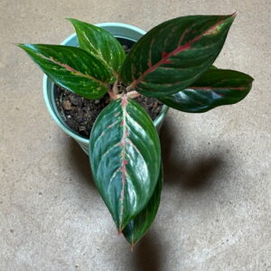 Aglaonema Emerald