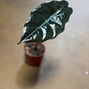 Alocasia Chantrieri Metro Turf Garden Center Bremen GA