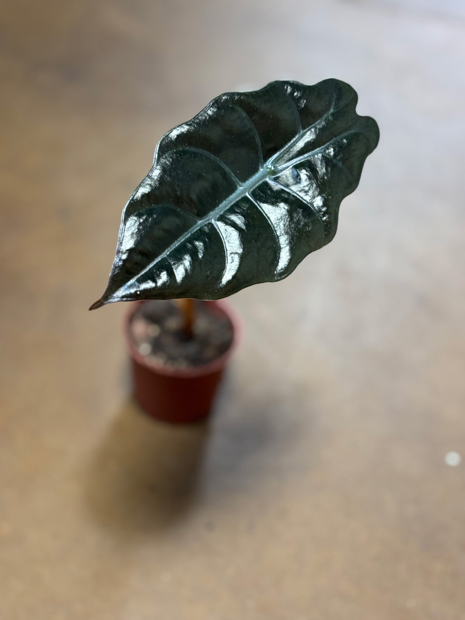 Alocasia Chantrieri Metro Turf Garden Center Bremen GA