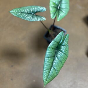 Alocasia Platinum Metro Turf Garden Center Bremen GA