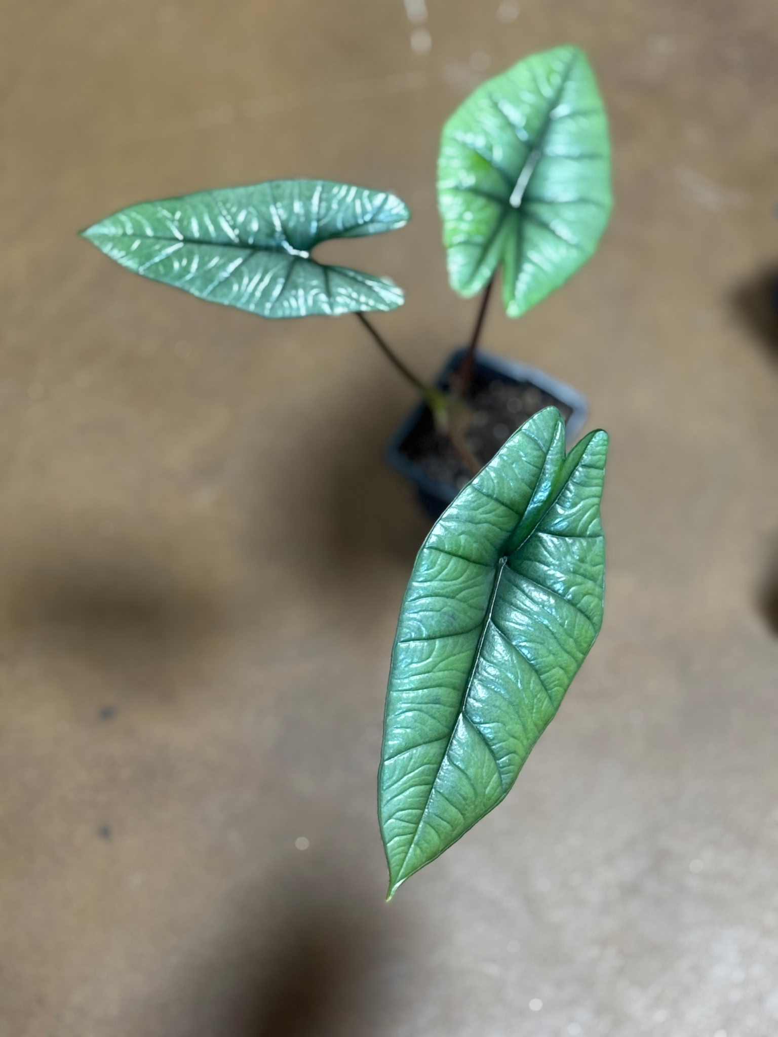 Alocasia Platinum Metro Turf Garden Center Bremen GA