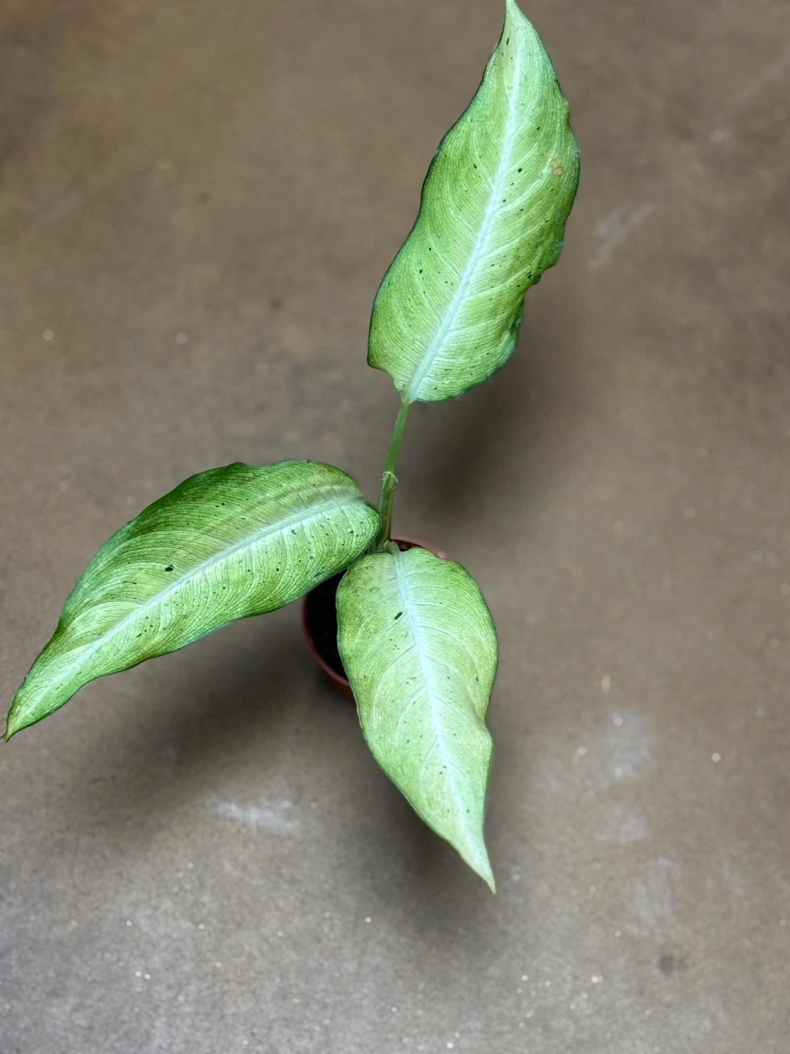 Dieffenbachia Maui Wowie