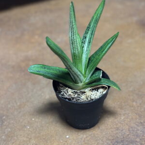 Gasteria Little Warty