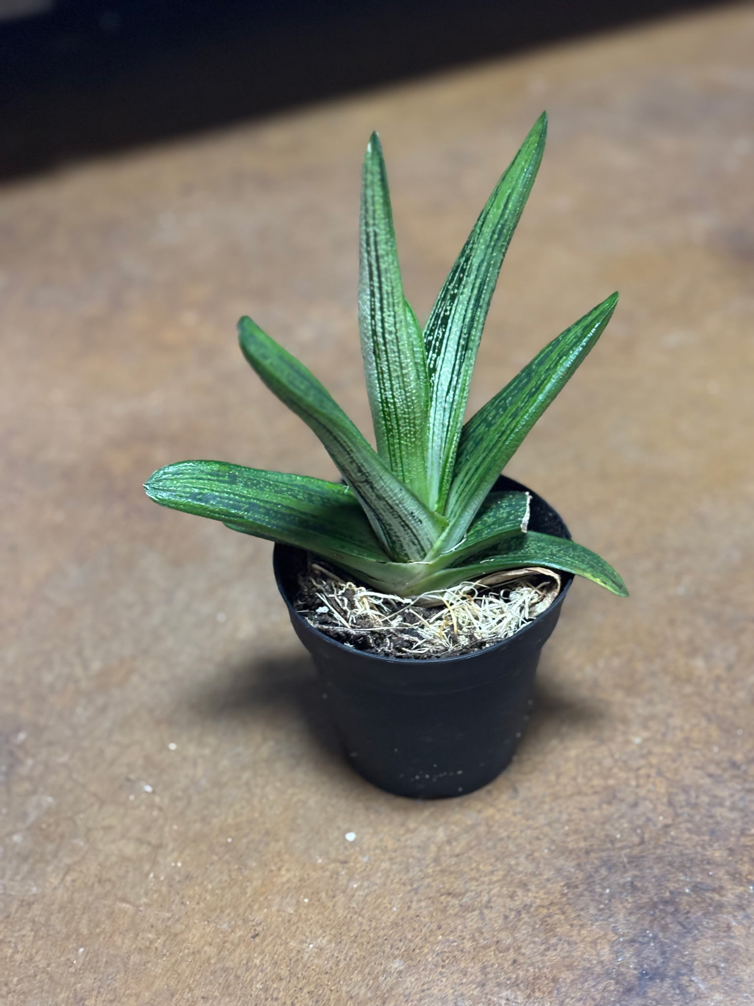Gasteria Little Warty