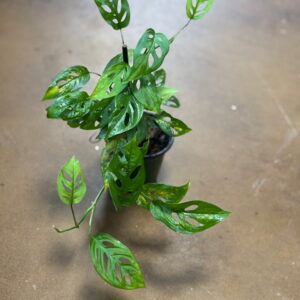 Monstera Adansonii Swiss Cheese Vine Metro Turf Garden Center Bremen GA