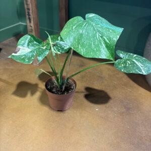 Monstera Thai Constellation Metro Turf Garden Center Bremen GA