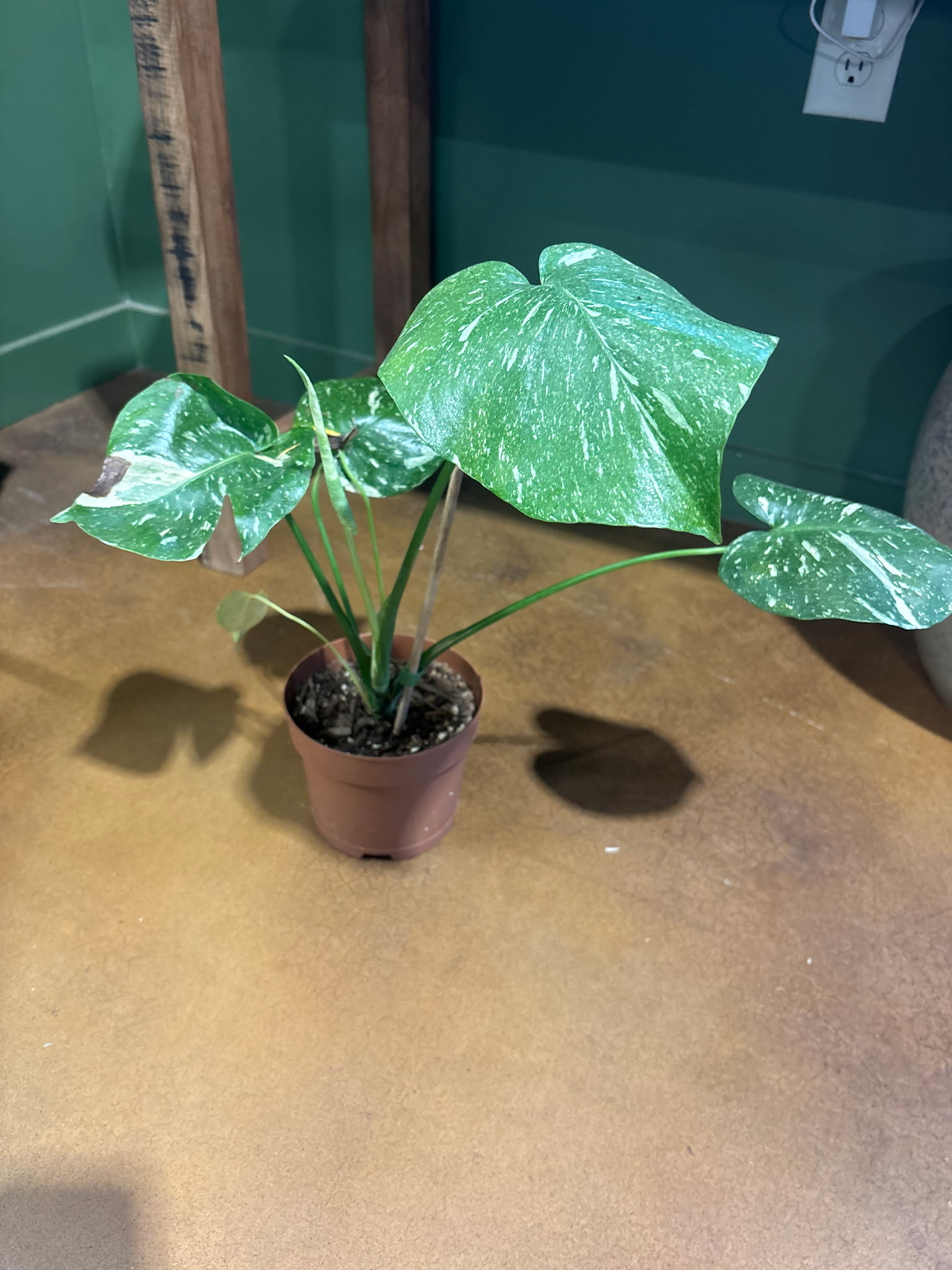 Monstera Thai Constellation Metro Turf Garden Center Bremen GA