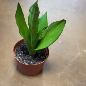 Moonshine Snake Plant Metro Turf Garden Center Bremen GA
