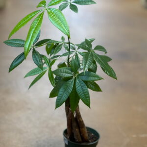 Money Tree Pachira aquatica Metro Turf Garden Center Bremen GA