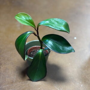 Peperomia Red Edge Metro Turf Garden Center Bremen GA