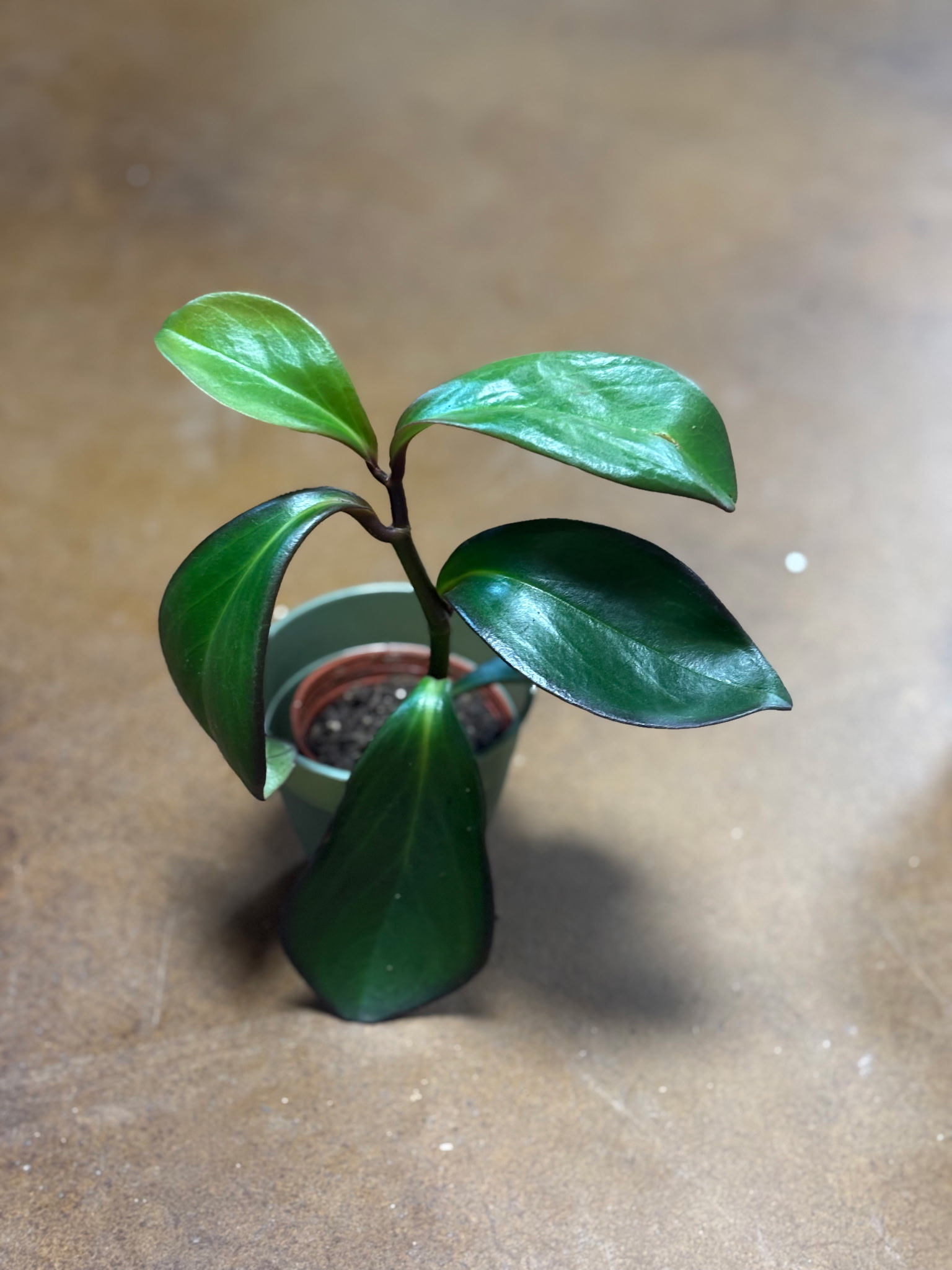 Peperomia Red Edge Metro Turf Garden Center Bremen GA