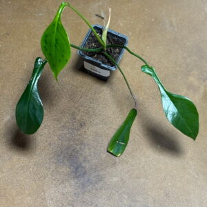Philodendron Joepii Metro Turf Garden Center Bremen GA