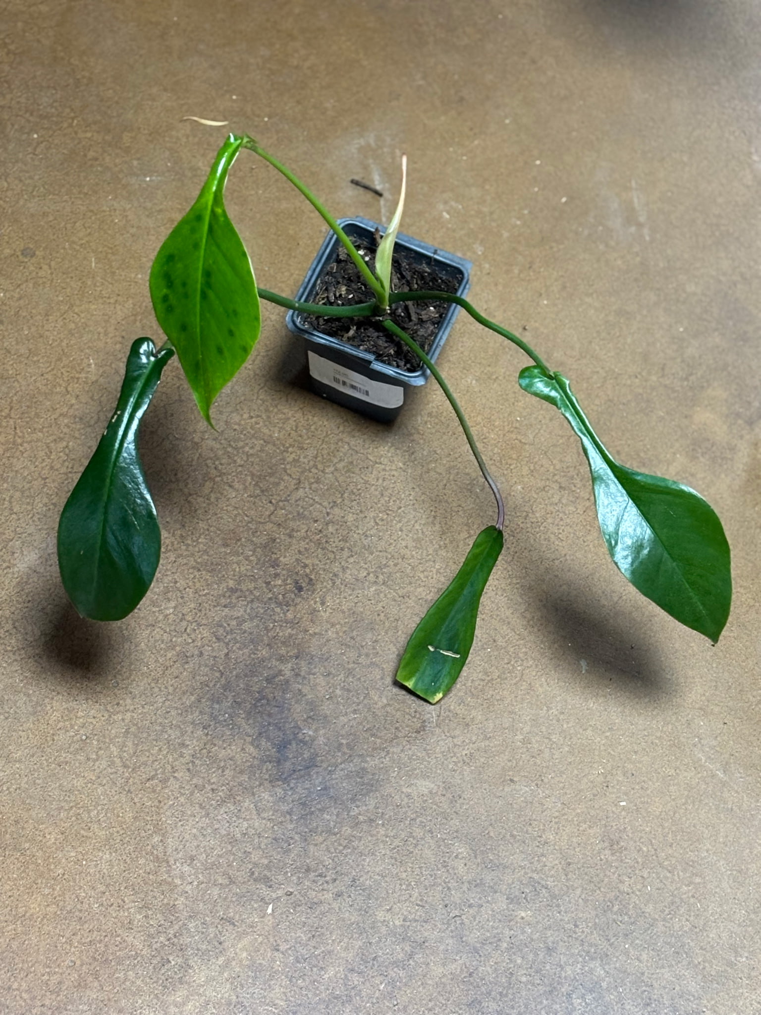 Philodendron Joepii Metro Turf Garden Center Bremen GA
