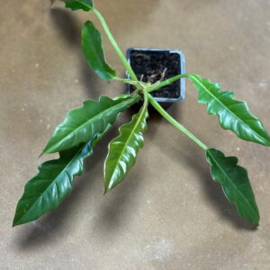 Philodendron Jungle Boogie Metro Turf Garden Center Bremen GA