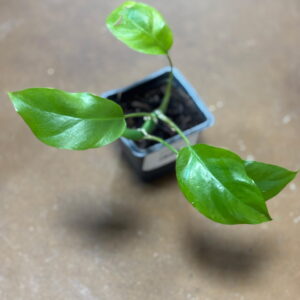 Philodendron Minima