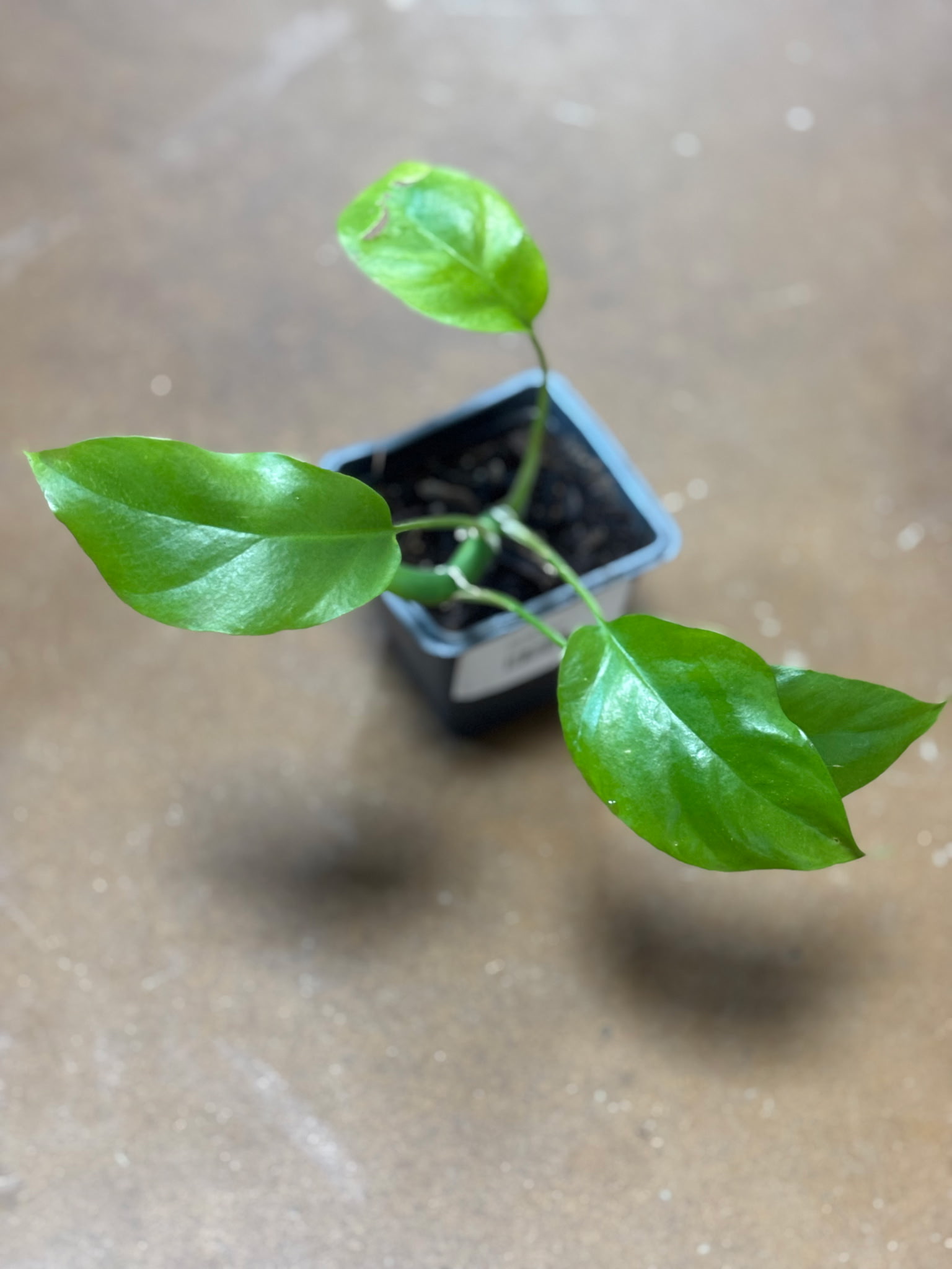 Philodendron Minima