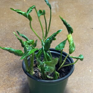 Pothos Shangri-La