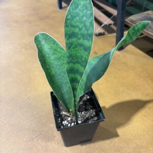 Whale Fin Snake Plant