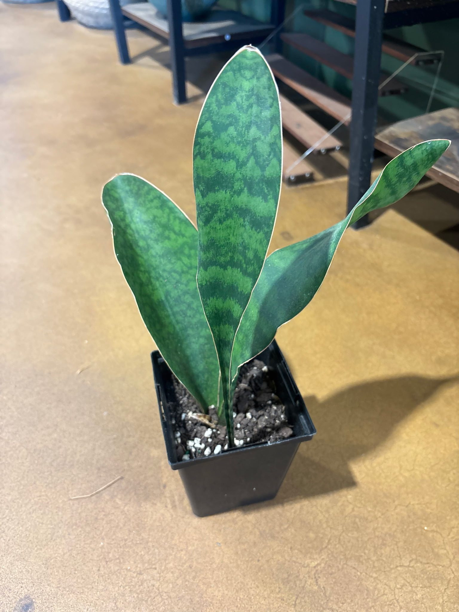 Whale Fin Snake Plant