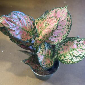 Lady Valentine Aglaonema pink Chinese evergreen at Metro Turf Garden Center Bremen GA