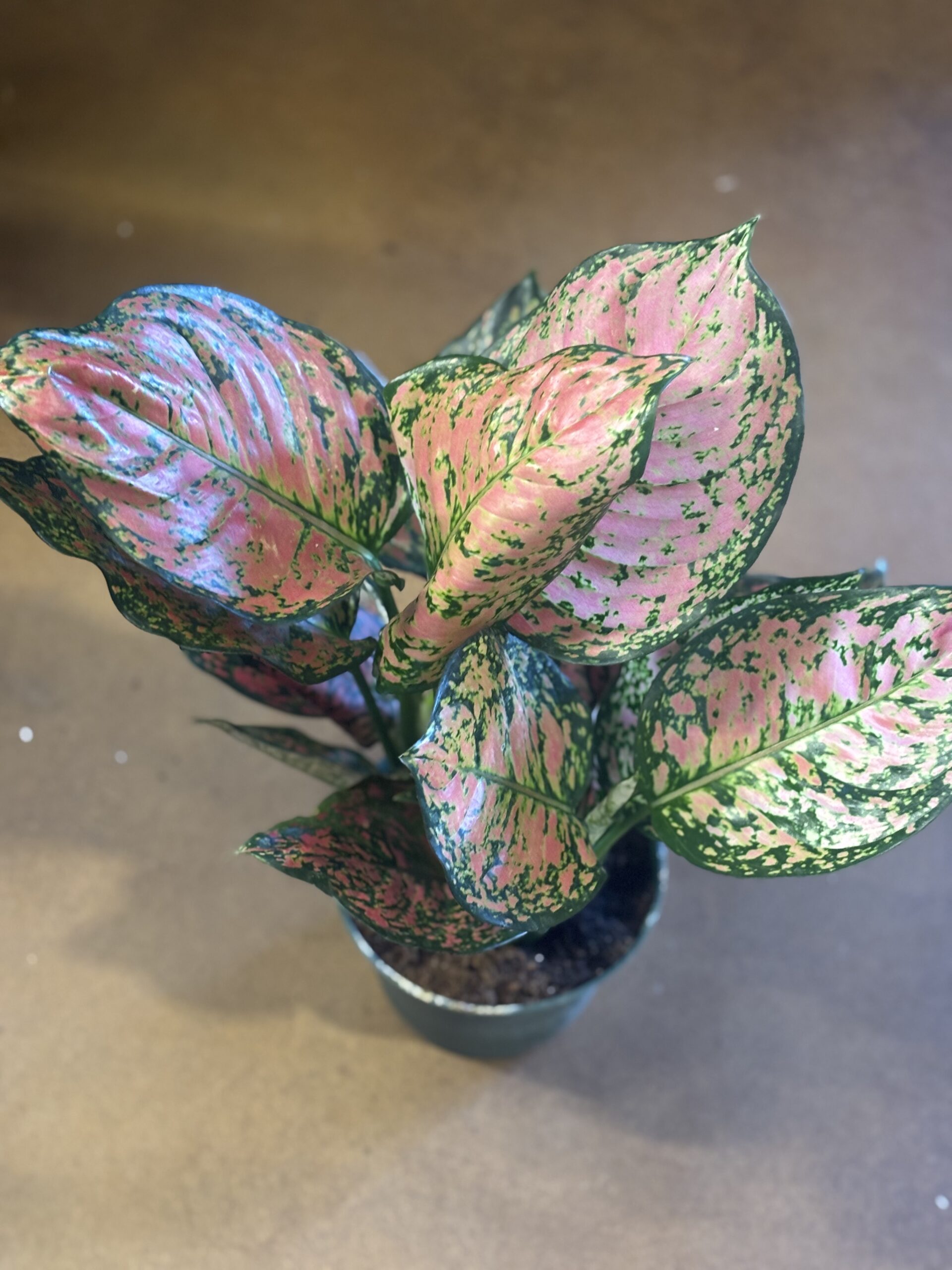 Lady Valentine Aglaonema pink Chinese evergreen at Metro Turf Garden Center Bremen GA