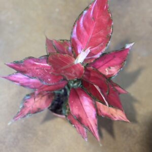 Siam Aurora Aglaonema red Chinese evergreen at Metro Turf Garden Center Bremen GA