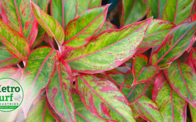 Aglaonema Care Guide: Growing Chinese Evergreens in West Georgia