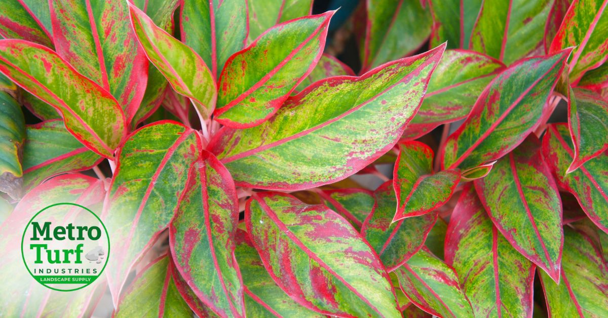 Aglaonema Chinese evergreen care guide Metro Turf Garden Center Bremen GA