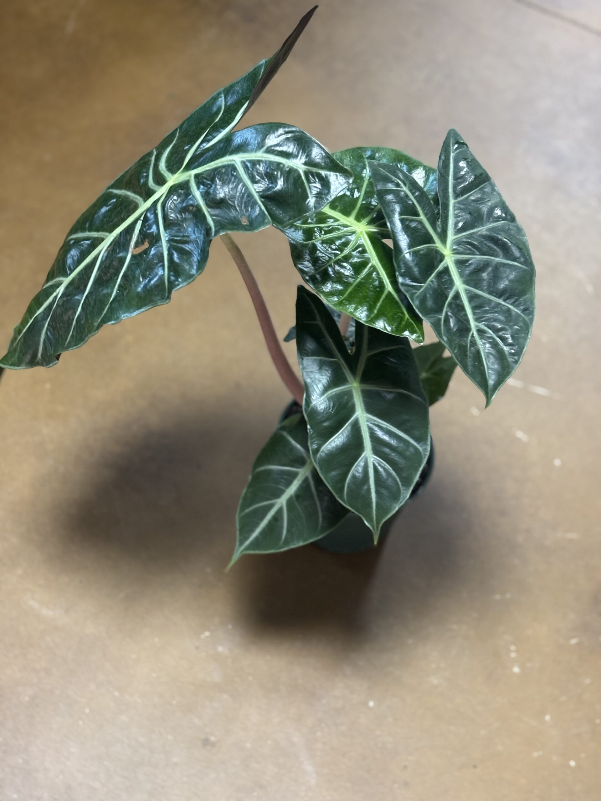 Alocasia Polly - Image 2