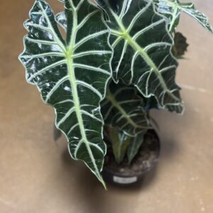 Alocasia Polly African Mask Plant at Metro Turf Garden Center Bremen GA