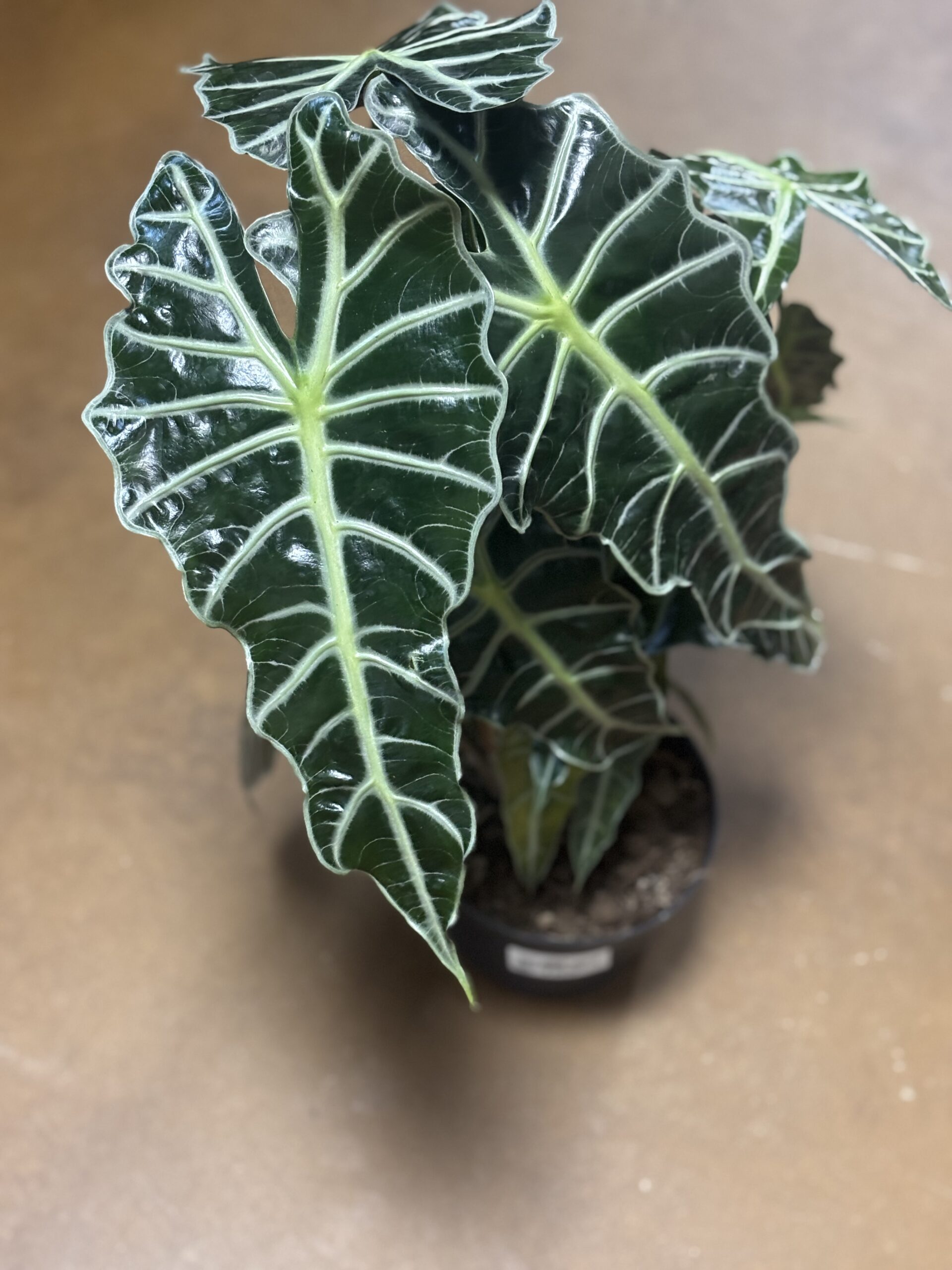 Alocasia Polly African Mask Plant at Metro Turf Garden Center Bremen GA