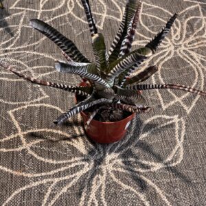 Bromeliad 'DeLeon'