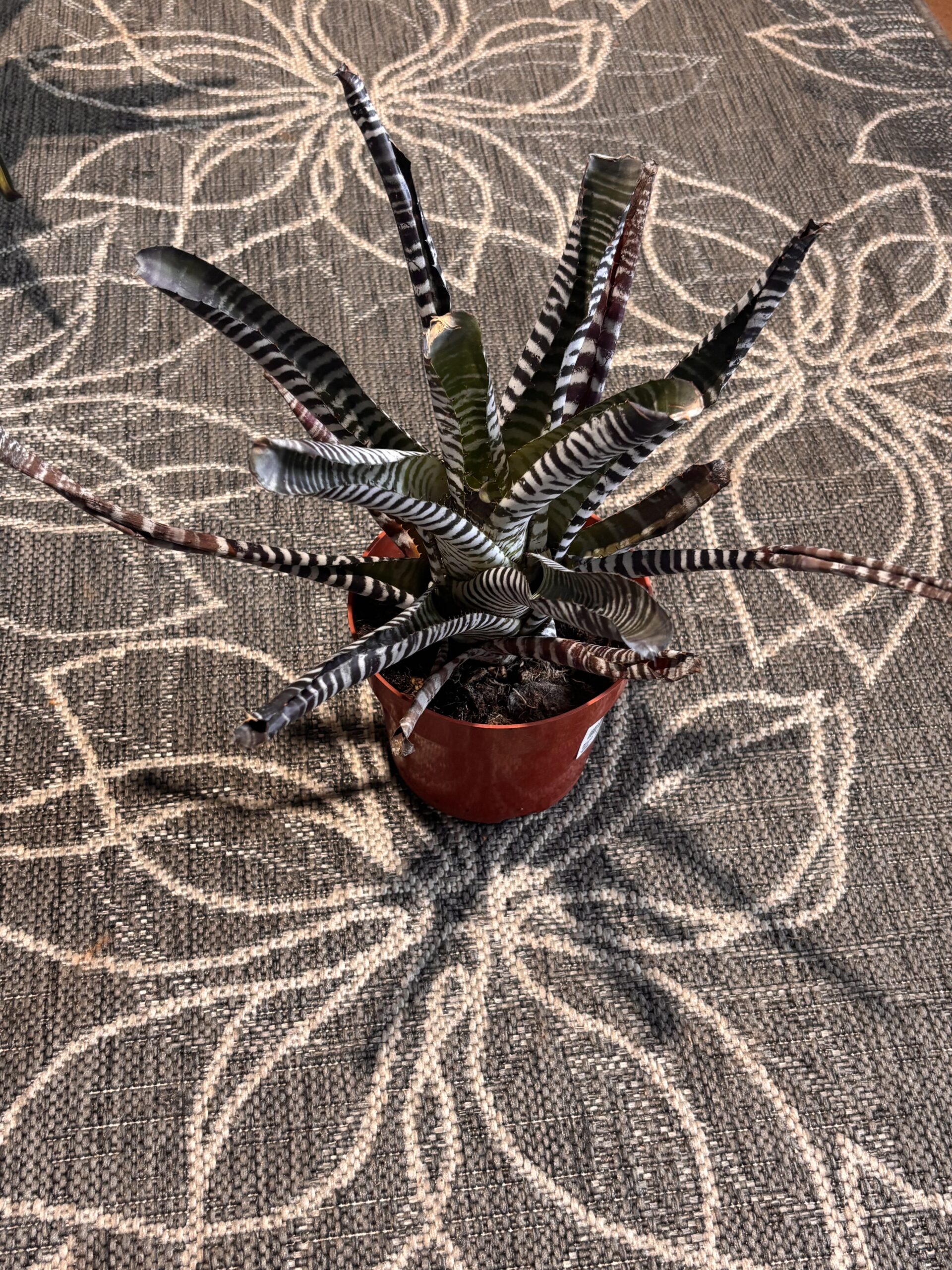 Bromeliad 'DeLeon'