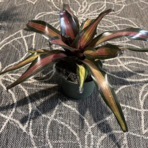 Bromeliad 'Margaret' with pink, gold, and green striped foliage