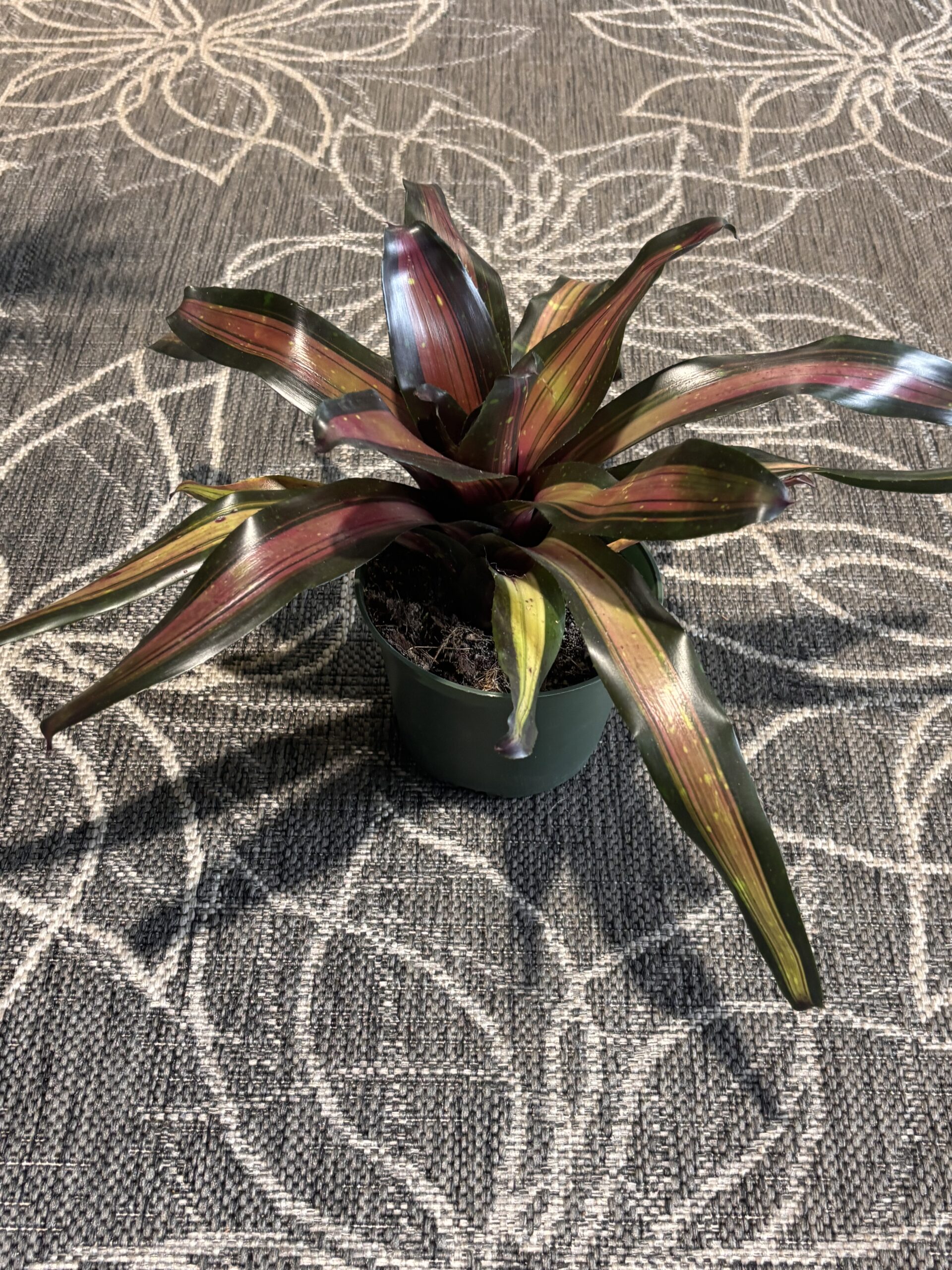 Bromeliad 'Margaret' with pink, gold, and green striped foliage