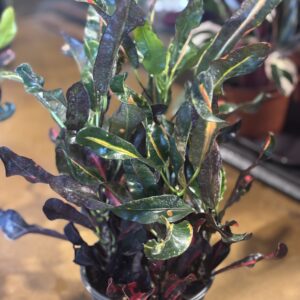 Mammy Croton Codiaeum variegatum at Metro Turf Garden Center Bremen GA