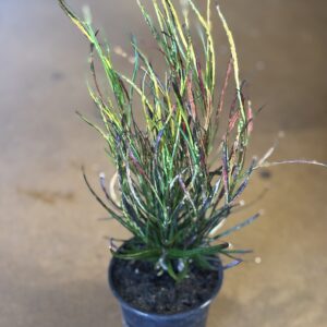 Croton Picasso