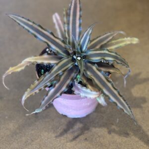 Pink Star