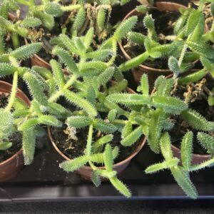 Pickle Plant