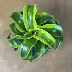 Dracaena Tornado