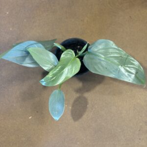 Philodendron Silver Sword Philodendron hastatum at Metro Turf Garden Center Bremen GA