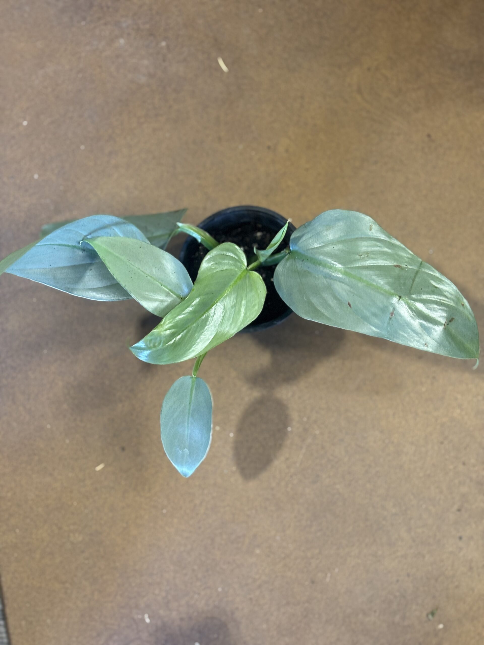 Philodendron Silver Sword Philodendron hastatum at Metro Turf Garden Center Bremen GA