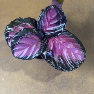 Calathea Purple Rose Goeppertia roseopicta at Metro Turf Garden Center Bremen GA