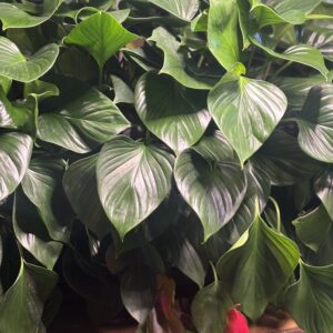 Homalomena Emerald Gem