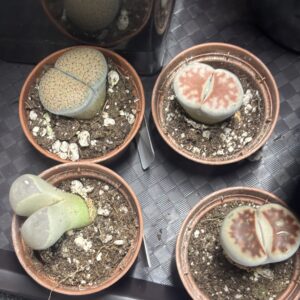 Lithops Living Stones succulents at Metro Turf Garden Center Bremen GA