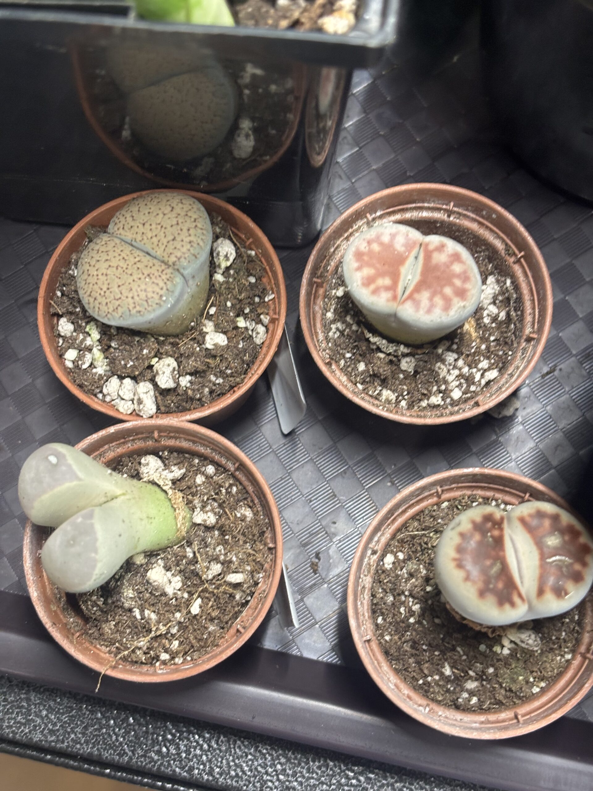 Lithops Living Stones succulents at Metro Turf Garden Center Bremen GA
