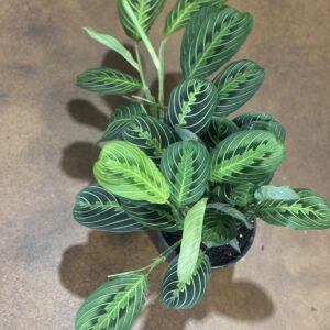 Lemon Lime Prayer Plant