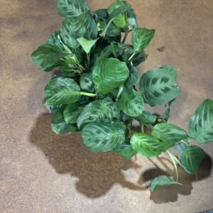 Rabbit's Foot Prayer Plant at Metro Turf Garden Center Bremen GA