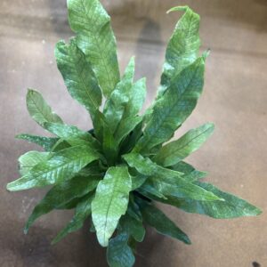 Crocodile Fern at Metro Turf Garden Center Bremen GA