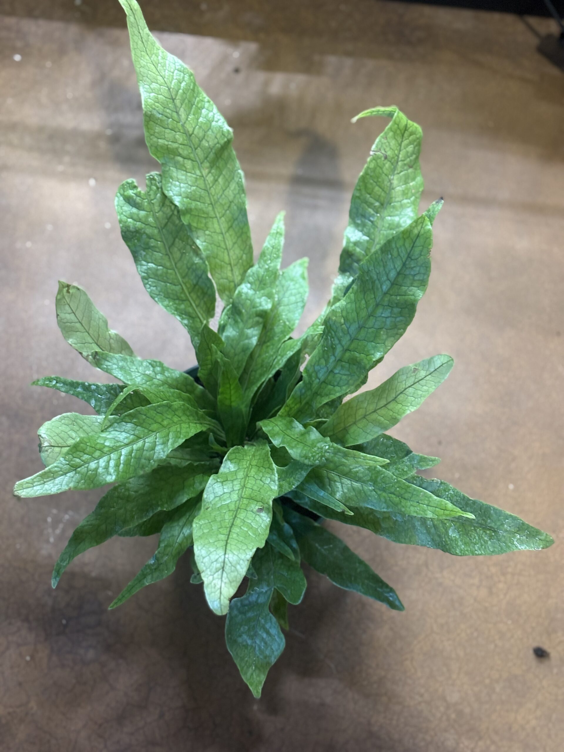 Crocodile Fern at Metro Turf Garden Center Bremen GA